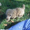 Little Brother-small mini poodle male