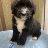 Bernedoodle puppies