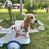 Beautiful Baby Bassethound puppies!