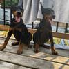 European Doberman Puppies Available in Ontario, Canada