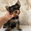 Teacup Yorkie Puppies Available For Christmas - AKC Registered