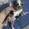 $1500  BOY LONGHAIR CHIHUAHUA BROOKLYN  NYC READY  JAN 10TH