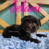 Jelani dark chocolate yorkie girl Florida 