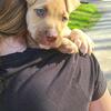 Pit mix puppy being rehomed due to moving