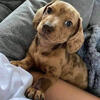 Miniature Dachshund