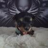 Teacup Yorkie  male puppy doll faces Chicago il