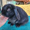 Purebred black holland lop doe 