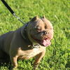 American Bully Stud