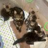 Maine Coon Kittens