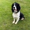 English Springer Spaniel puppies...ONLY 1 left!!. $250