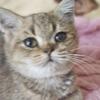 Brittish shorthair kitten 
