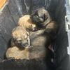 Great Pyrenees/ German Shepherd puppies