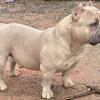 I have an amazing male bully up for sale!!