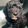 Male Sheepadoodle Puppy