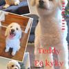 AKC toy poodle stud services