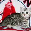 TICA REG Bengal Kittens Valentines Day SPECIAL PRICE!!