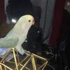 Baby lovebird