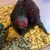 Baby Solomon Island Eclectus available at $2,000 ea it at least 2 taken ea time, otherwise $2,500 ea