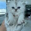 Beautiful Persian blue eyes  long hair and short hair kittens 