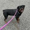 AKC Female Rottweiler Available 
