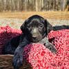 AKC registered GSP puppies for sale