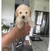 CKC toy poodle