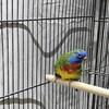 Scarlet chested parrot