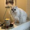 4 year old Persian Pure Bred