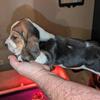 Basset Hound Puppies