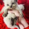 2 tica registered female ragdolls