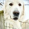 Livestock Guardian Dog GP/Marrema 