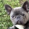 French bulldog 