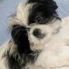 Shih Tzu Female AKC