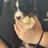 Mini Aussies