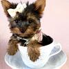 Yorkies, Maltese, Chihuahuas, Pomeranian, Poodles & Mixed Breeds