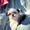 Imperial Male Shih Tzu Puppies