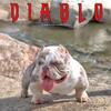 Diablo Lilac tri merle Bully Stud