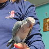 Quaker parrots pair