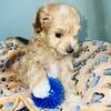Maltipoo Puppies 