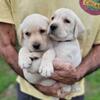Yellow Lab Puppies AKC