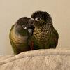 2 Amazing Conures