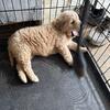 Goldendoodle puppies