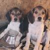 NKC registered Beagle pups