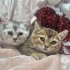 BSH kittens