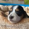 Pebbles - long haired Blk & white piebald female 
