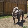 American bully rehoming