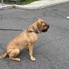 Hybrid mastiff mix cane corso / English mastiff