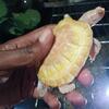Albino slider