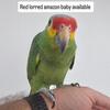 Tamed red headed amazon parrot