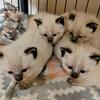 Siamese Kittens